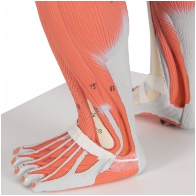 1/3 realaus dydžio žmogaus raumenų figūra, 2 dalys 7