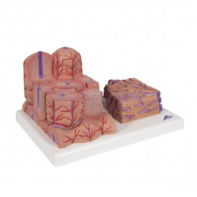 3B MICROanatomy ™ kepenų modelis 2