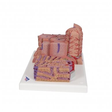 3B MICROanatomy ™ kepenų modelis 5