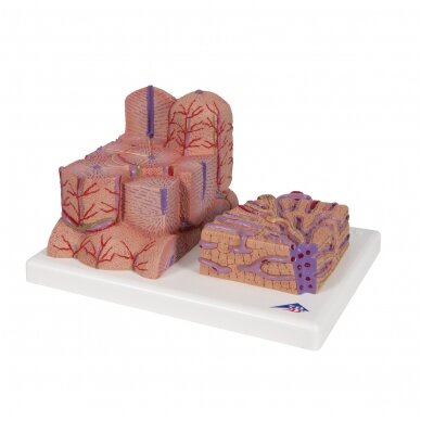 3B MICROanatomy ™ kepenų modelis 6