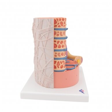 3B MICROanatomy ™ žmogaus raumenų skaidulų modelis, padidintas 10 000 kartų 3