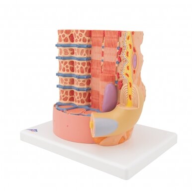 3B MICROanatomy ™ žmogaus raumenų skaidulų modelis, padidintas 10 000 kartų 6