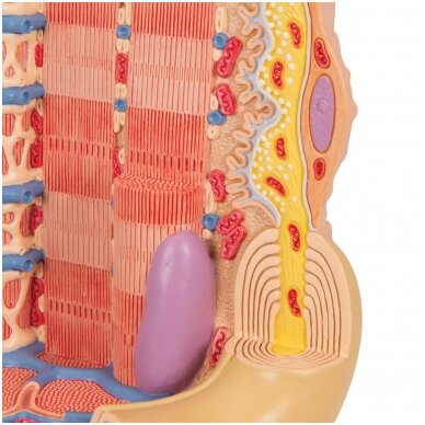 3B MICROanatomy ™ žmogaus raumenų skaidulų modelis, padidintas 10 000 kartų 7