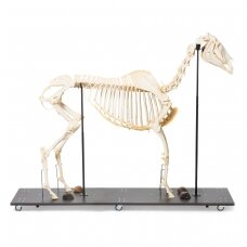 Arklio skeletas (Equus ferus caballus), patelė, pavyzdys