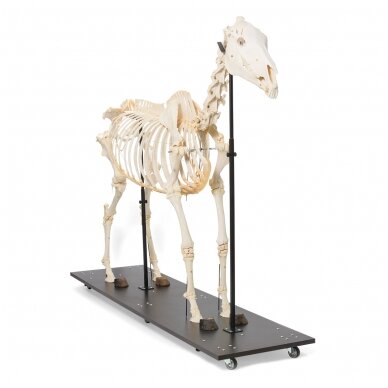 Arklio skeletas (Equus ferus caballus), patelė, pavyzdys 3