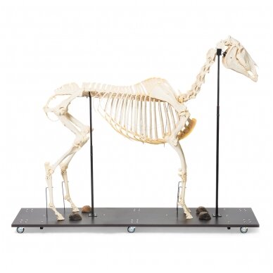 Arklio skeletas (Equus ferus caballus), patelė, pavyzdys