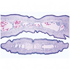 Bendroji parazitologija, rinkinys - mikroskopiniai preparatai