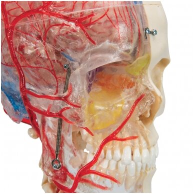 „BONElike ™“ žmogaus kaukolės modelis, pusiau skaidrus ir pusiau kaulinis, su smegenimis ir slanksteliais 5