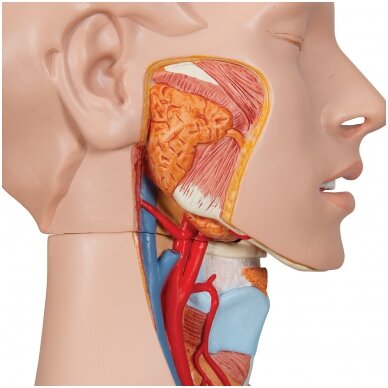 Deluxe dvigubos lyties žmogaus torsas su atvira nugara, 28 dalys 4