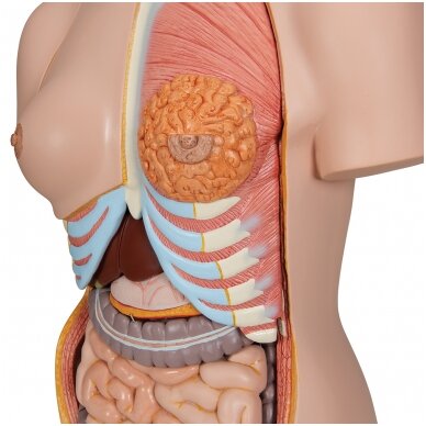 Deluxe dvigubos lyties žmogaus torsas su atvira nugara, 28 dalys 5
