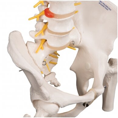 Deluxe žmogaus stuburo modelis su šlaunikaulio galvutėmis ir kryžkauliu 4
