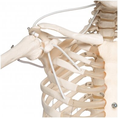 Funkcinis ir fiziologinis žmogaus skeleto modelis "Frank", kabantis 4