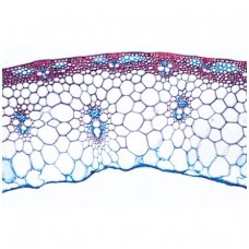 Gaubtasėkliai IV. Stiebai - mikroskopiniai preparatai