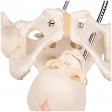 Gimdymo demonstravimo dubens kaulų modelis su vaisiaus kaukole 6