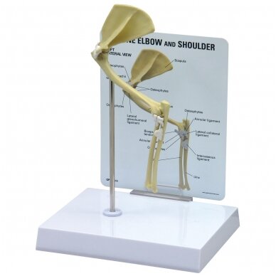 Katės alkūnės-pečių kaulų modelis
