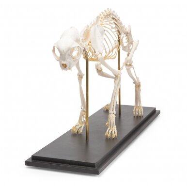 Katės skeletas (Felis catus), pavyzdys 3