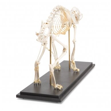 Katės skeletas (Felis catus), pavyzdys 4