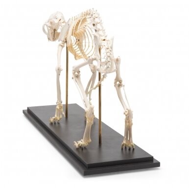 Katės skeletas (Felis catus), pavyzdys 5