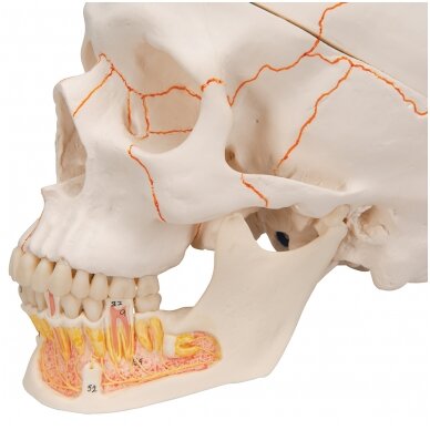 Klasikinis žmogaus kaukolės modelis su atidarytu apatiniu žandikauliu, 3 dalys 5