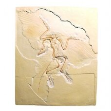 Litografija "Archaeopteryx"