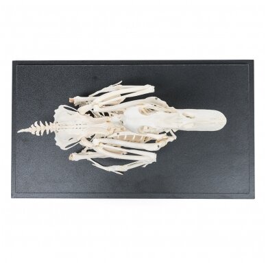 Naminės anties skeletas (Anas platyrhynchos domestica), pavyzdys 4