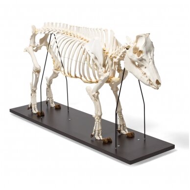 Naminės kiaulės skeletas (Sus scrofa domesticus), patinas, pavyzdys 3