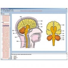 Nervų sistema ir informacijos perdavimas II dalis, CD diskas