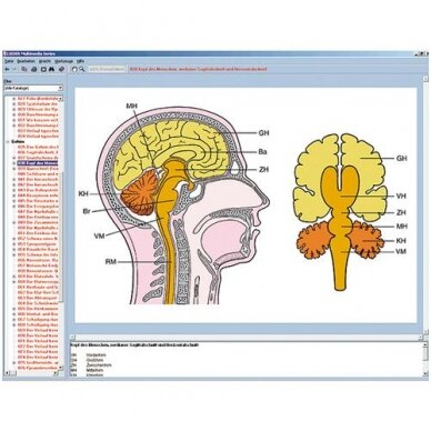 Nervų sistema ir informacijos perdavimas II dalis, CD diskas