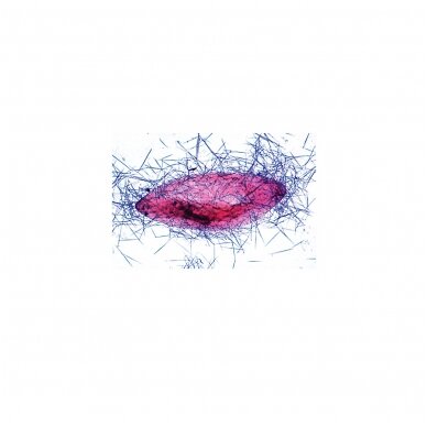 Paramaecium (Caudatum) - mikroskopiniai preparatai 3