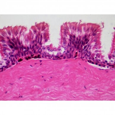 Paruoštos naudoti mikroskopo skaidrės Bresser: Histologija 1