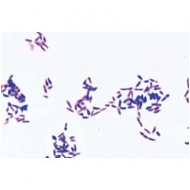 Patogeninės bakterijos - mikroskopiniai preparatai