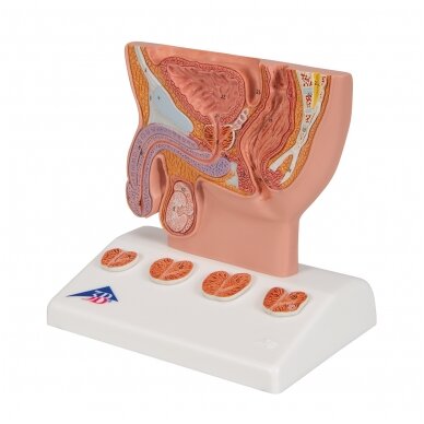 Prostatos modelis, 1/2 realaus dydžio 5