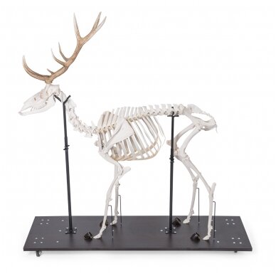 Raudonojo elnio skeletas (Cervus elaphus), patinas, pavyzdys 4