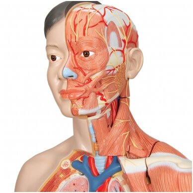 Realaus dydžio azijietiškos kilmės dvigubos lyties žmogaus torsas su ankos raumenimis, 33 dalys 7