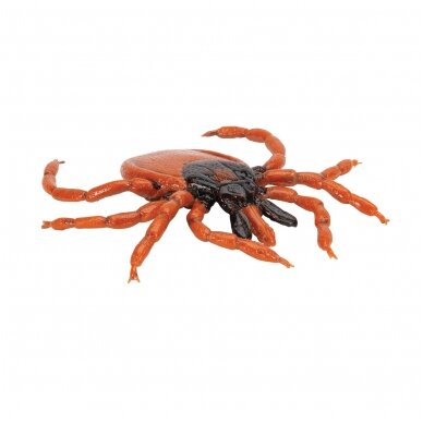 Šuninės erkės (Ixodes ricinus) modelis 1