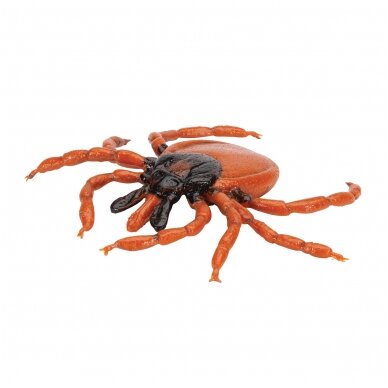 Šuninės erkės (Ixodes ricinus) modelis 4