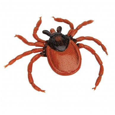 Šuninės erkės (Ixodes ricinus) modelis 5