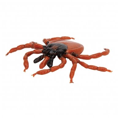 Šuninės erkės (Ixodes ricinus) modelis 6