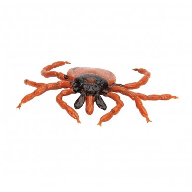 Šuninės erkės (Ixodes ricinus) modelis