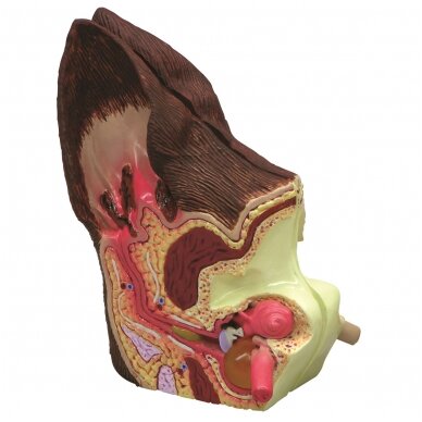 Šuns ausų modelis - normalus ir patologinis 1