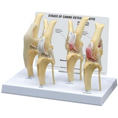 Šuns osteoartritinio kelio sąnario modelis, normalus + 3 patologinės būklės