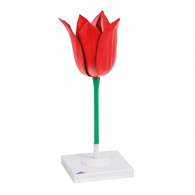 Tulpės žiedo (Tulipa gesneriana) modelis