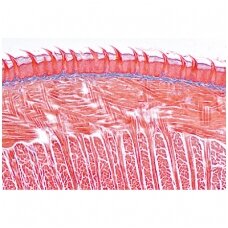 Virškinimo sistema - mikroskopiniai preparatai