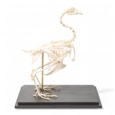 Vištos skeletas (Gallus gallus domesticus), pavyzdys