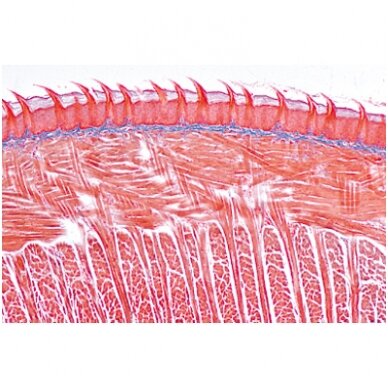 Virškinimo sistema - mikroskopiniai preparatai