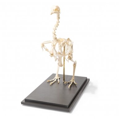 Vištos skeletas (Gallus gallus domesticus), pavyzdys 1