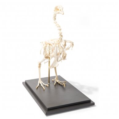 Vištos skeletas (Gallus gallus domesticus), pavyzdys 3