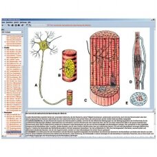 Žmogaus skeletas, raumenys ir judėjimo aparatas, CD diskas