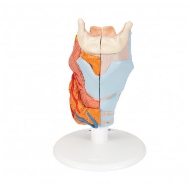 Žmogaus gerklų modelis, 2 dalys 2