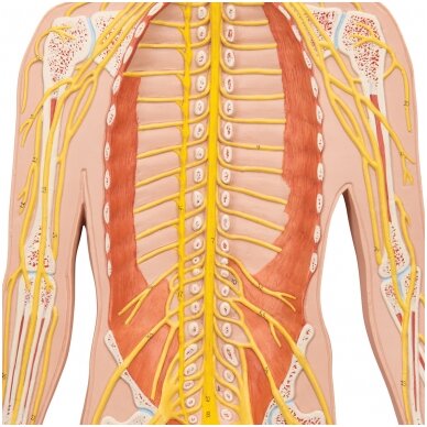Žmogaus nervų sistemos modelis, 1/2 realaus dydžio 3